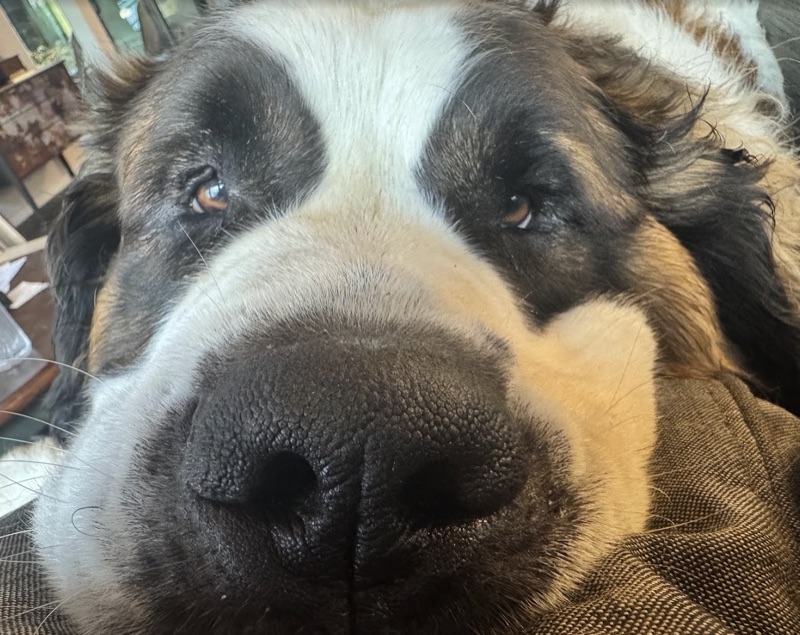 Extreme close-up of Doug's nose